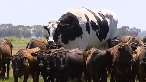 Una vaca gigante