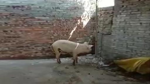 Nunca subestimes a un cerdo