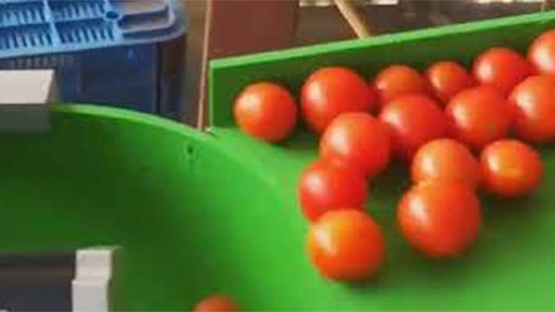 Clasificador de tomates por tamaos