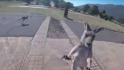 Un canguro ataca a un paracaidista