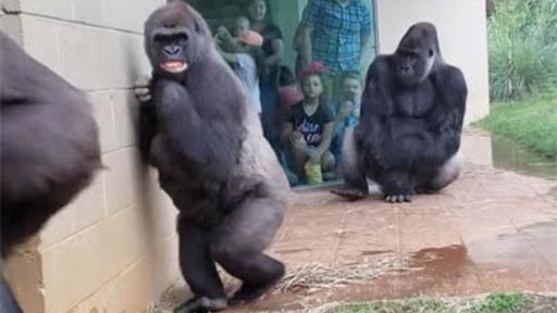 A los gorilas no les gusta la lluvia