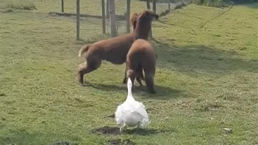 Un ganso y dos alpacas
