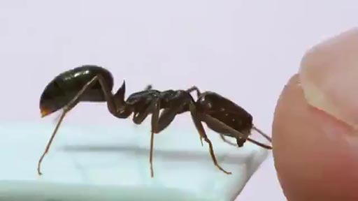 Hormiga intentando atacar a humano