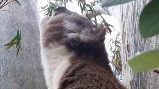 La llamada de apareamiento de un koala