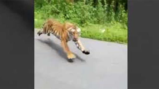 Tigre persiguiendo a una moto