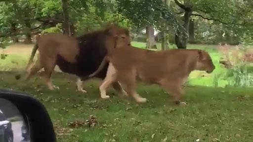 Observando a los leones en familia