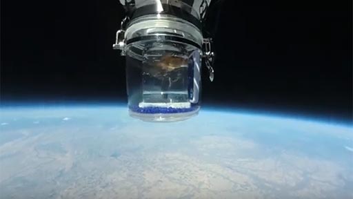 Un pez Goldfish viaja al espacio